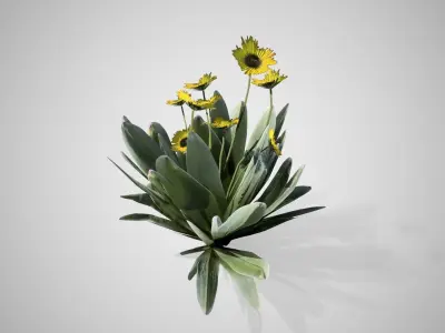 Frailejon flower Low-poly 3D model