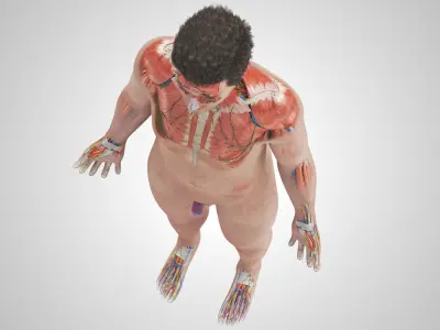 Complete Male Anatomy Low-poly 3D model