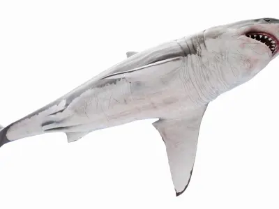  Great White Shark Anatomy Static 