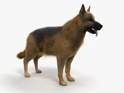  Full Dog Anatomy Animated 