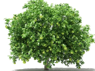 Pomelo Tree with Fruits 3D model