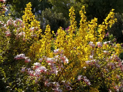  Garden shrub flowers Collection- Include GrowFX and Mesh file 