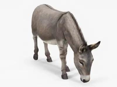  Grazing Donkey Animal Fur 
