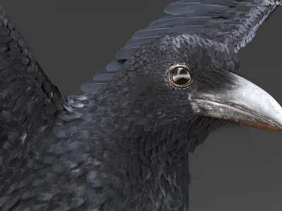  Raven Animated Takeoff Rigged 