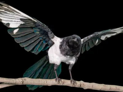  Eurasian Magpie Rigged PBR 