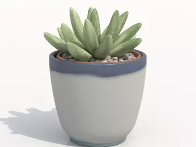 Gasteria Potted Cactus Plant Free 3D model