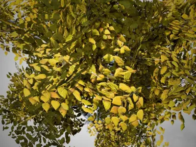 White Birch Fall Tree Low-poly 3D model