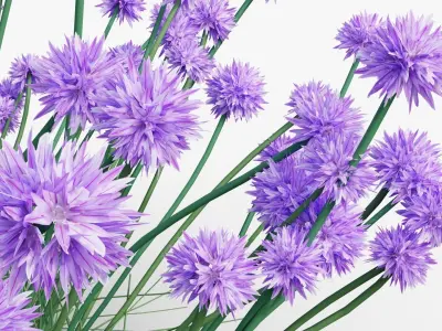 Allium schoenoprasum Forescate 3D model