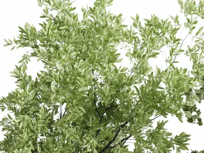 Tree in an Old Earthenware Vase Outdoor Collection 104 3D model