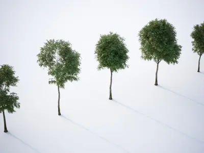 Trees with dense round crowns 3D model