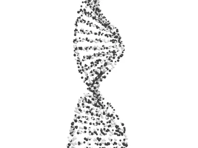 DNA Molecule v4 010 3D model