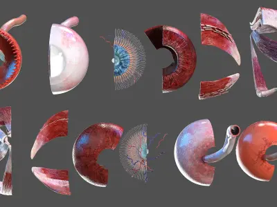  Cross-Section of the Human Eye Left Part 