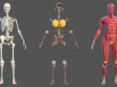  Complete Male and Female Body Anatomy Collection 