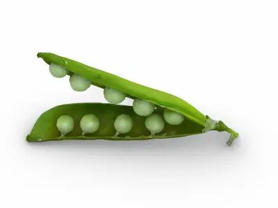 open peapod 3D model