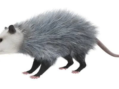  Opossum Eating Fur Animated Rigged for Cinema 4D 