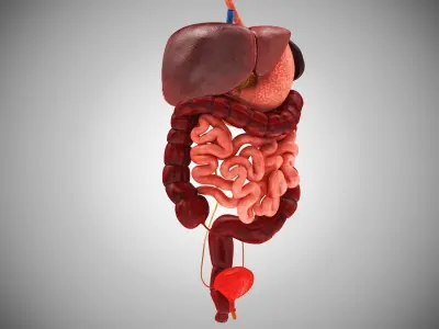 Digestive Organs with Anatomic Cut Low-poly 3D model