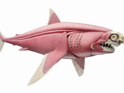  Great White Shark Anatomy Static 