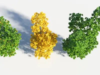 Populus balsamifera tree-3 3D model
