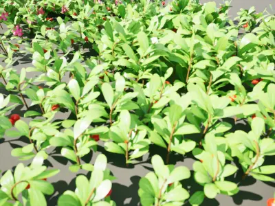 Arctostaphylos Massachusetts Hybrid plants Free 3D model