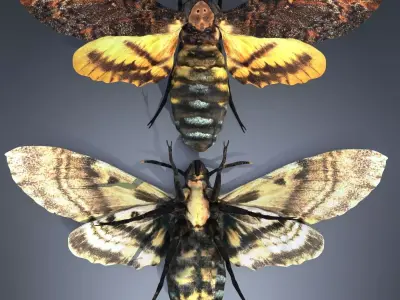 Acherontia Atropos Death Head Hawk Moth PBR 3D model