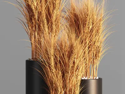 Indoor Plant Set 47 Wheat 3D model