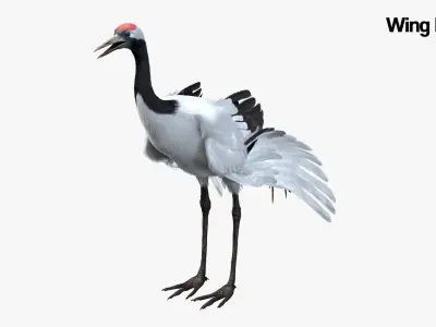  Red-crowned Crane Fur Animated Rigged 3D 