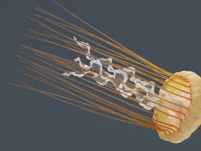  Chrysaora Fuscescens Jellyfish Rigged For Maya 