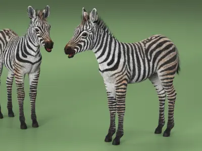  Zebra Adult Foal Fur 