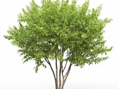 Acer Ginnala 06 3D model