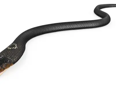  Attack Dark Skin Cobra Animated Rigged for Cinema 4D 