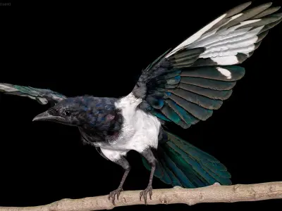  Eurasian Magpie Rigged PBR 