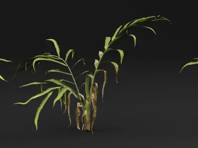 Ginger plant 3D model