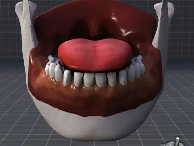 Human Tongue Anatomy 3D model