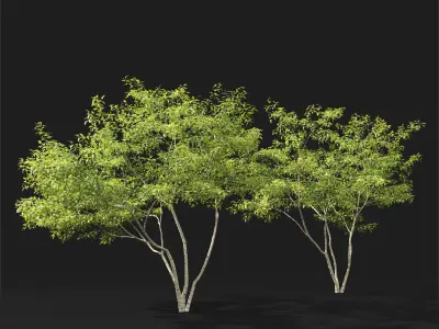 Acer Ginnala 7 3D model