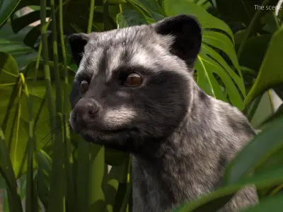  Asian Palm Civet for Kopi Luwak Gray Coat Fur Rigged 