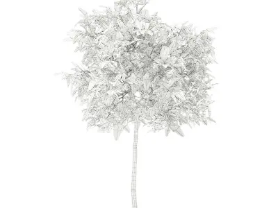 Avocado Tree 3D model