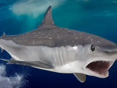  Realistic Shortfin Mako Shark Rigged for Cinema 4D 