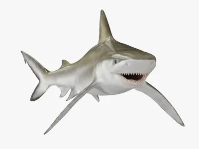  Realistic Bignose Shark Rigged 