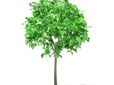 Grapefruit Tree 3D model
