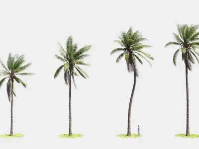8 Model Coconut Tree with looped wind animation Low-poly 3D model