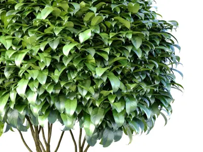 Decorative tree in a modern pot and flowerpot 3D model