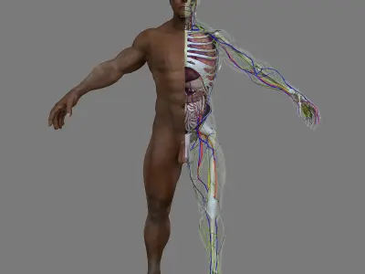 Complete African American Male Anatomy 3D model