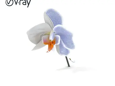 Elegant Orchid Flower D Model Pack Low-poly 3D model