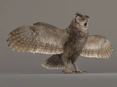  Owl 