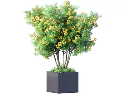 Decorative indoor Violet Tree bush plant in a modern pot 3D model
