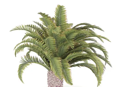 Low Palm Tree 3D model