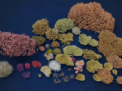  Corals Collection 