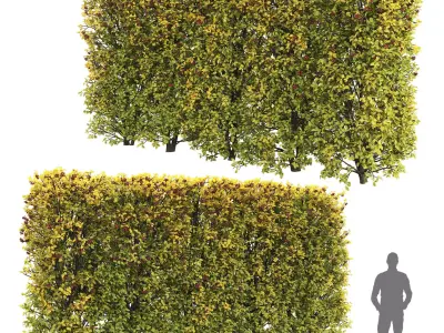 Crataegus hedge 04 autumn 3D model