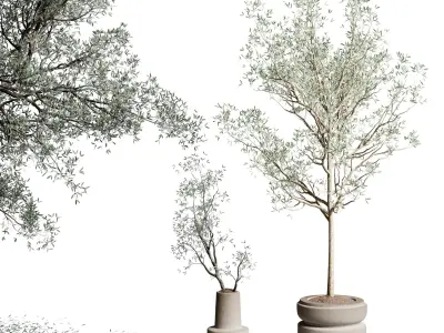 Olive tree in an old earthenware vase indoor collection 266 3D model