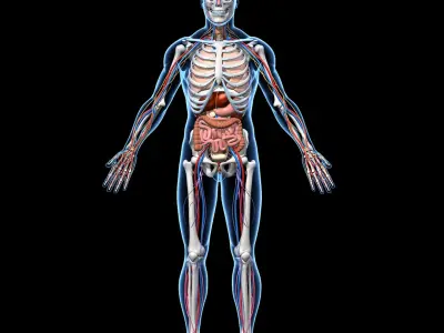  Skeleton Anatomy Nervous System 